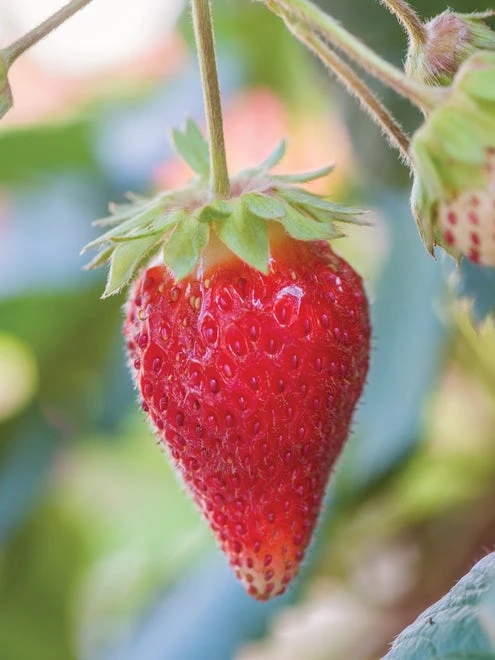 Strawberry, Toscana - Image 3