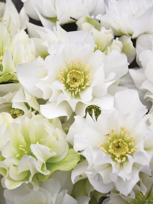 Hellebore, Wedding Party® Wedding Bells - Image 2
