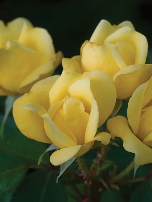 Rose, The Sunny Knock Out - Image 2