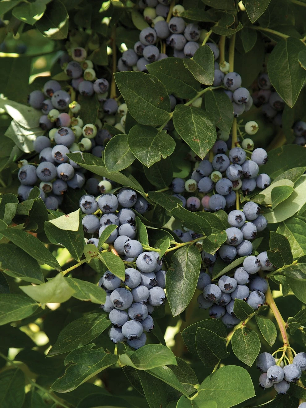 Blueberry, Bluejay - Image 2