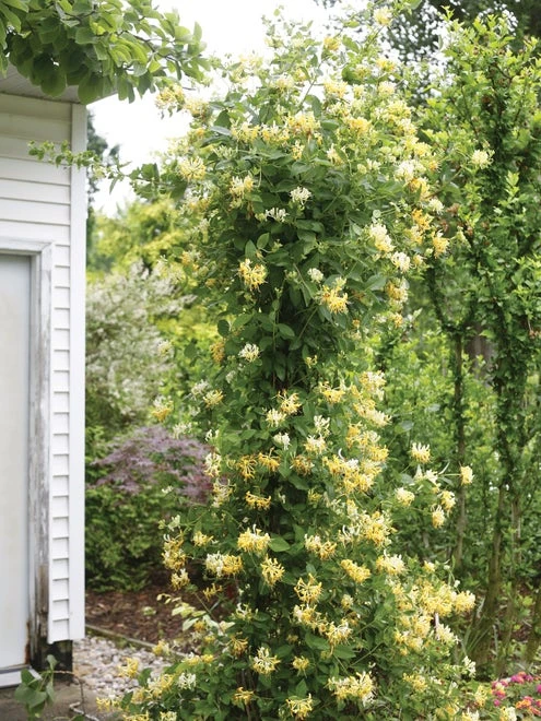 Lonicera, Scentsation - Image 2