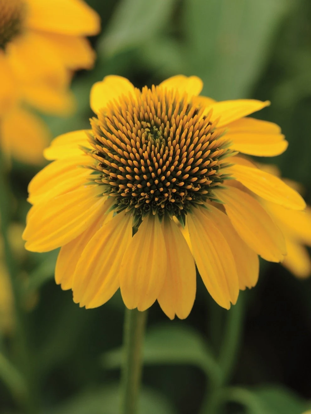 Echinacea, Sombrero Lemon Yellow