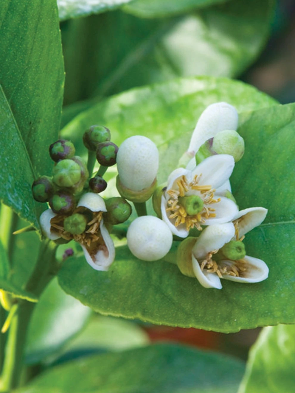 Bearss Lime Citrus Tree - Image 2