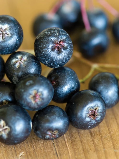 Aronia Melanocarpa, Viking - Image 3