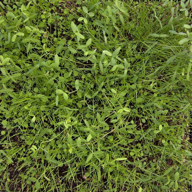 Peaceful Valley Dryland Erosion Fire Recovery Mix Nitrocoated (lb) - Image 3