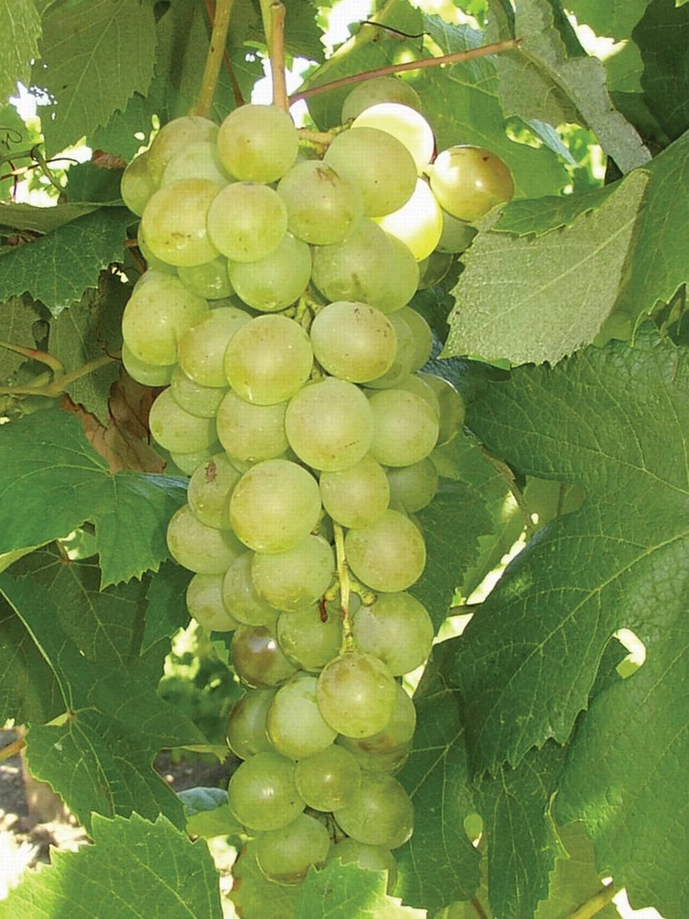Grape, Marquis Seedless - Image 3