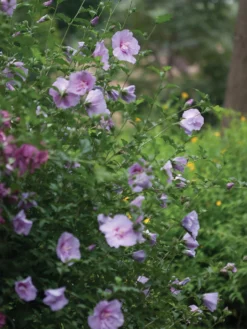 Hibiscus, Lavender Chiffon®