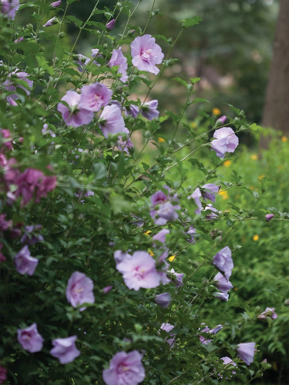 Hibiscus, Lavender Chiffon®