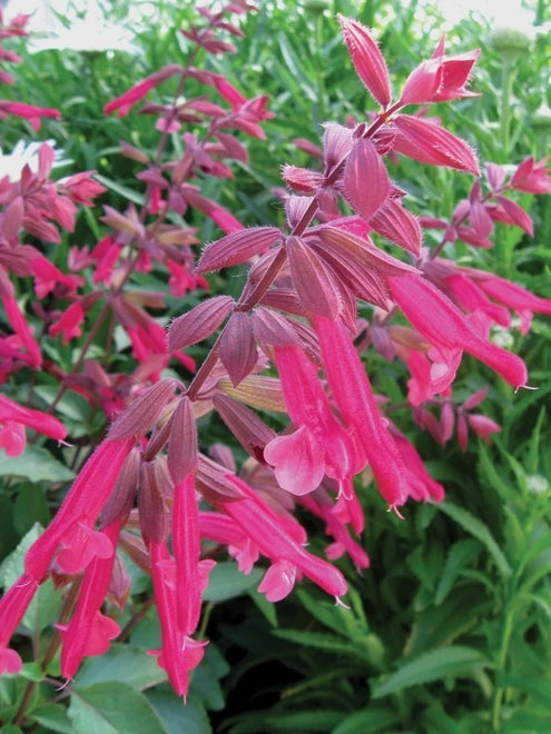 Salvia, Wendys Wish - Image 3