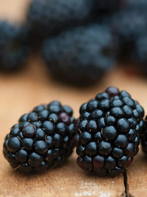 Blackberry, Triple Crown - Image 5