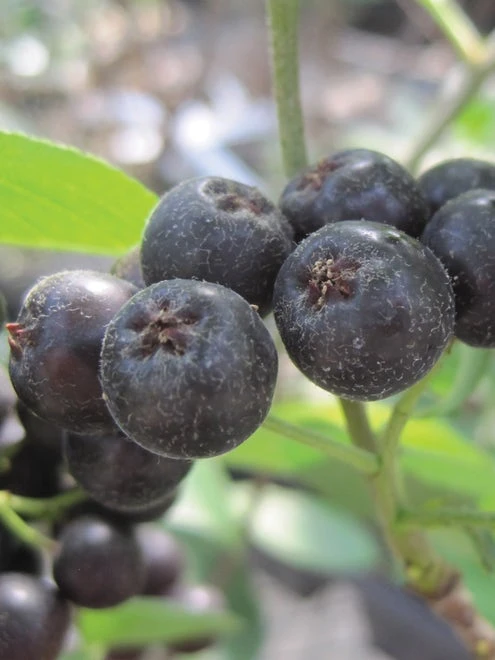 Aronia Melanocarpa, Viking - Image 4