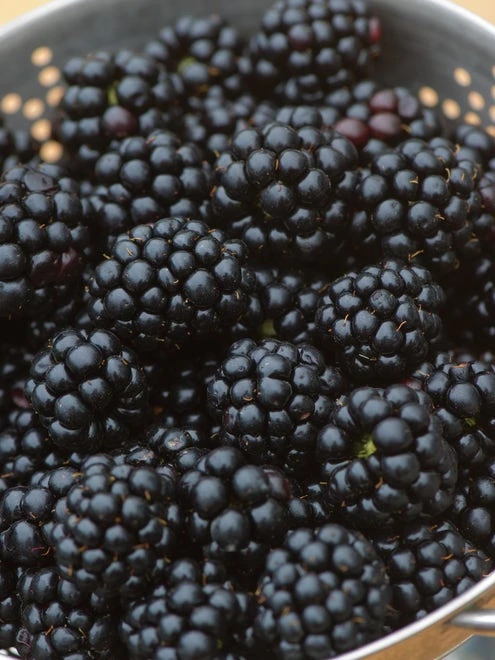 Blackberry, Chester - Image 2