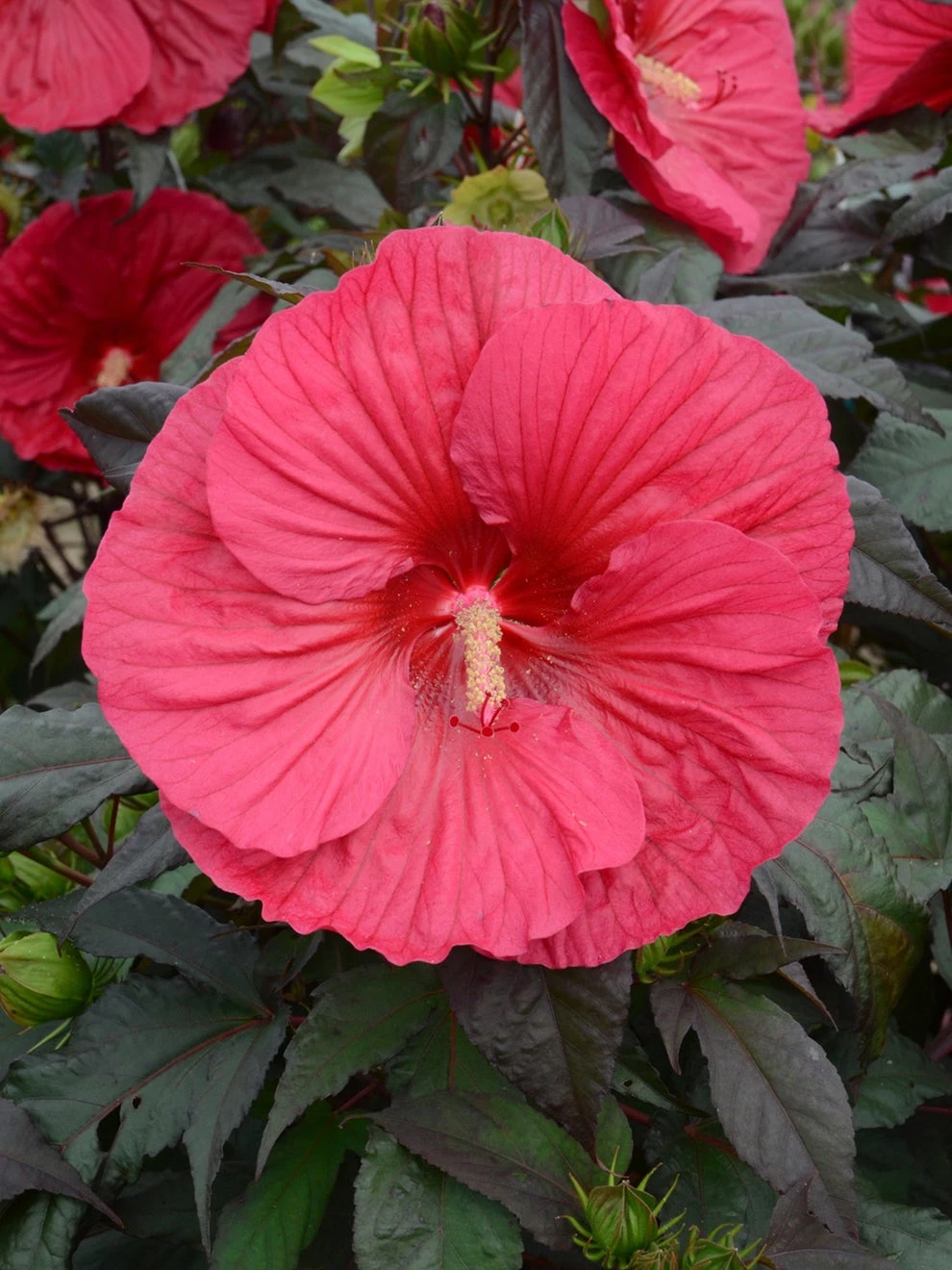 Hibiscus, Mars Madness