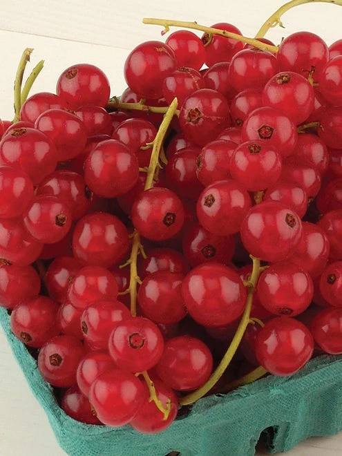 Currant, Rovada, Red, Late Season - Image 2