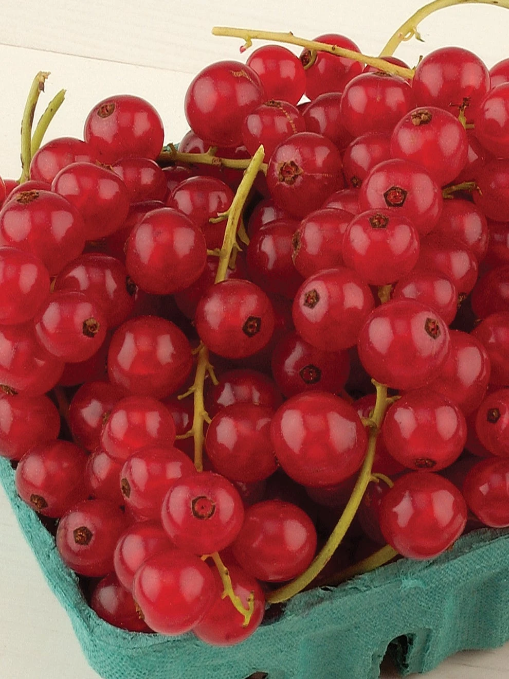 Currant, Rovada, Red, Late Season