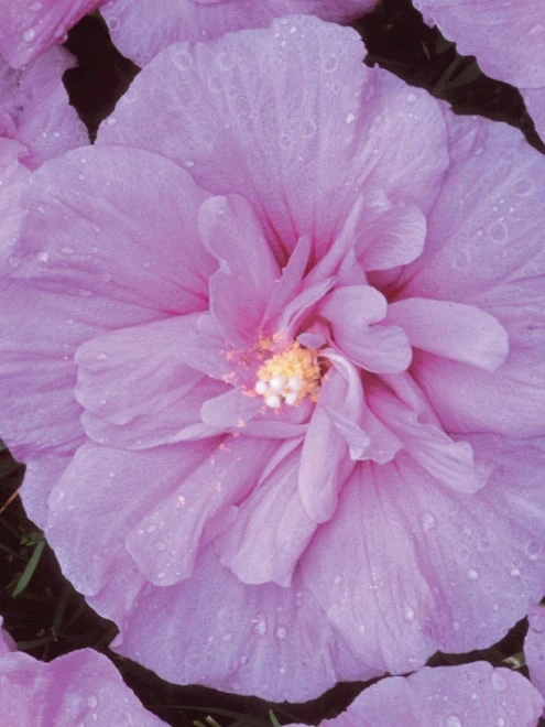 Hibiscus, Lavender Chiffon® - Image 4