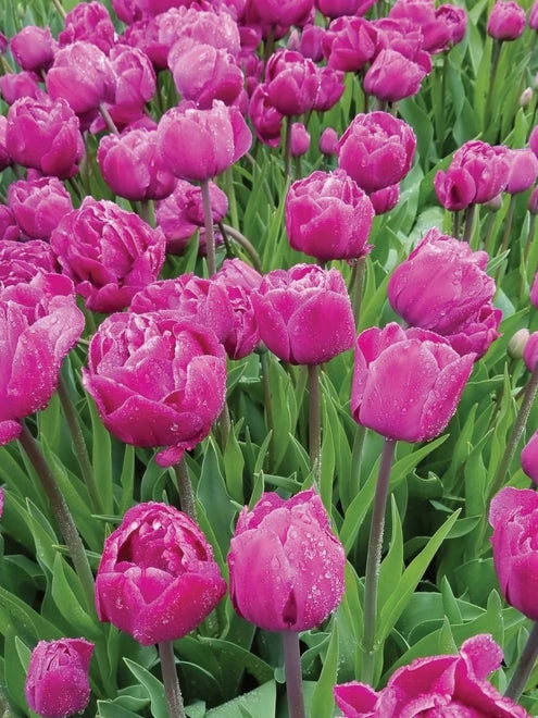 Tulip, Backpacker - Image 2