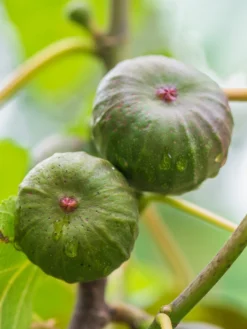 Fig, Violette De Bordeaux