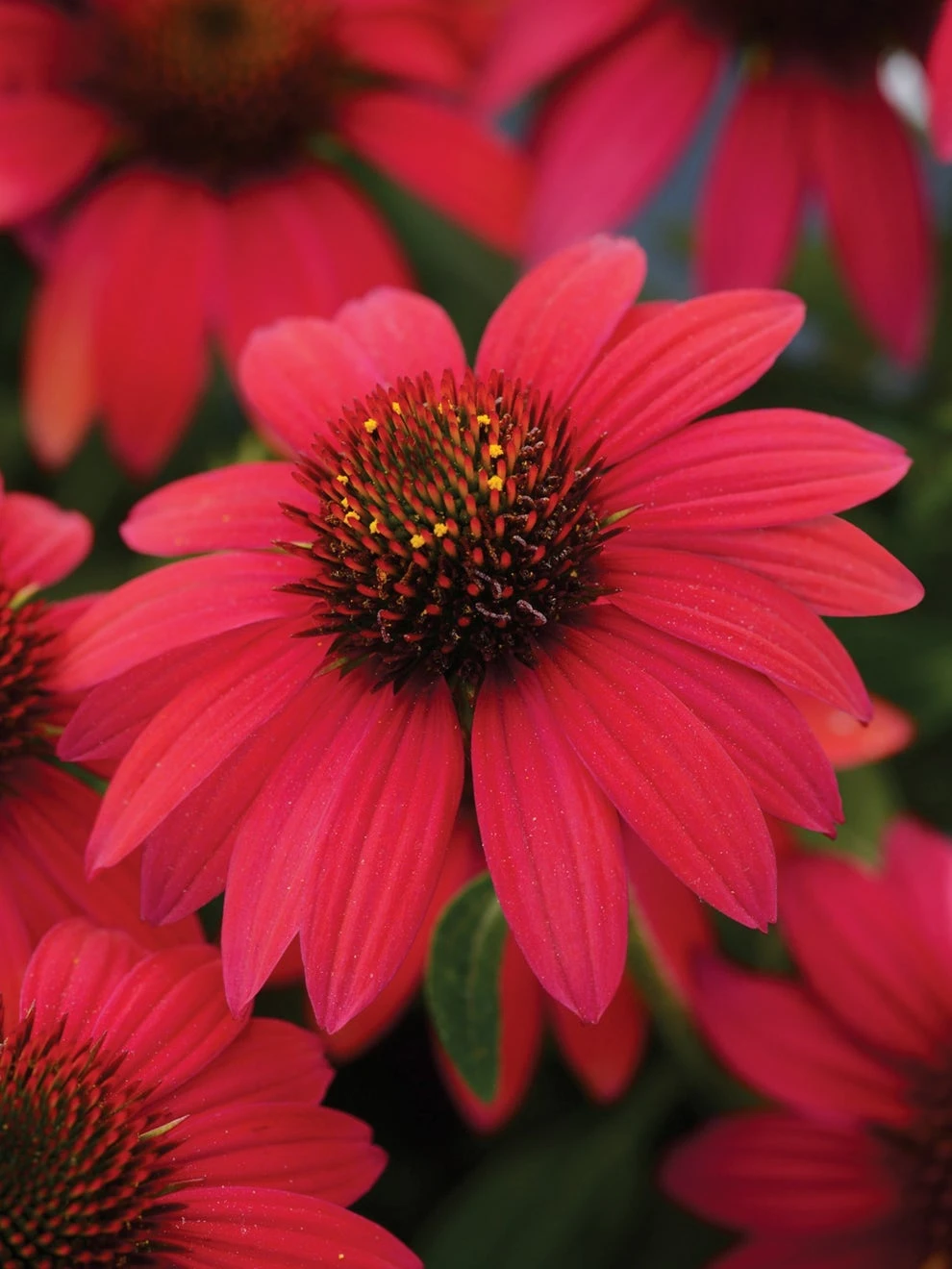 Echinacea, Sombrero Baja Burgundy
