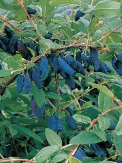 Honeyberry Collection