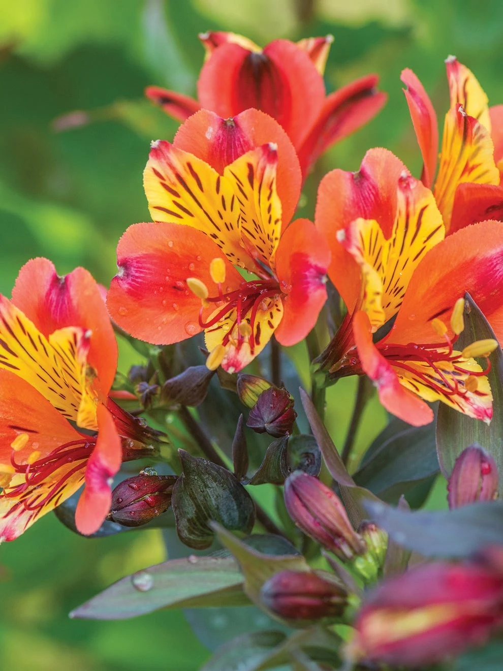 Alstroemeria, Indian Summer - Image 2