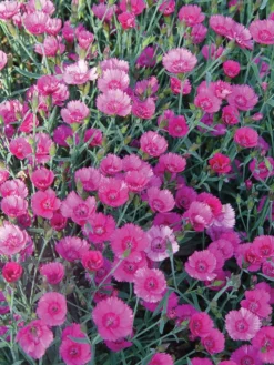 Dianthus, Firewitch