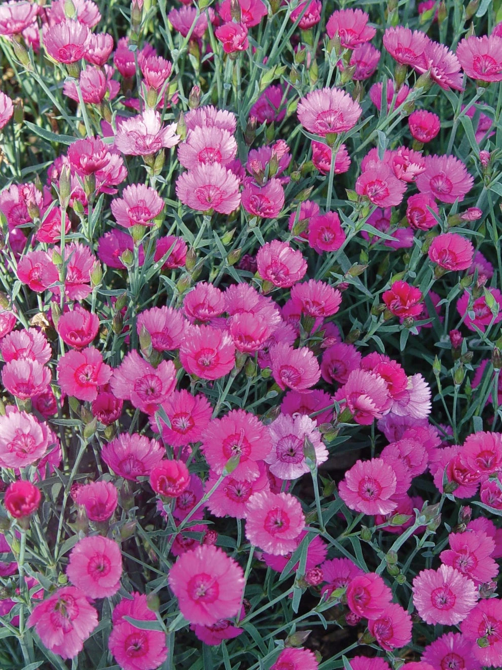 Dianthus, Firewitch