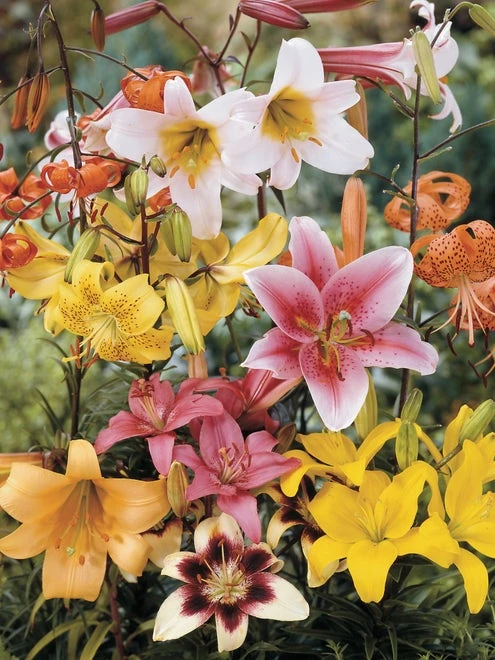 Lily, All Summer Mix - Image 2