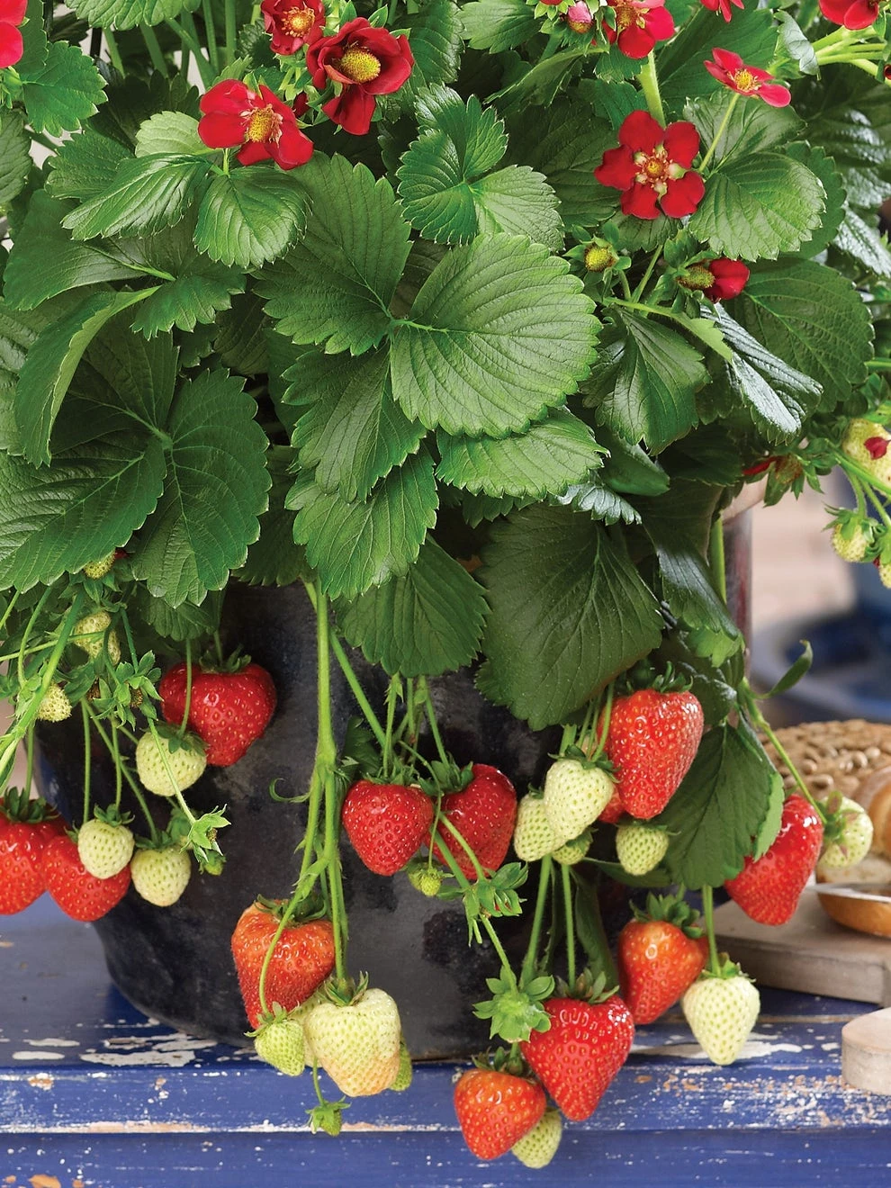 Strawberry, Ruby Ann