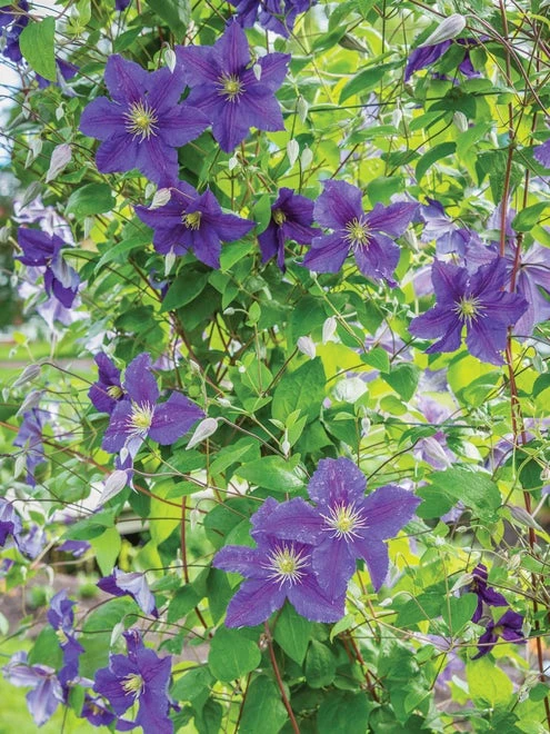 Clematis, Jackmanii - Image 4
