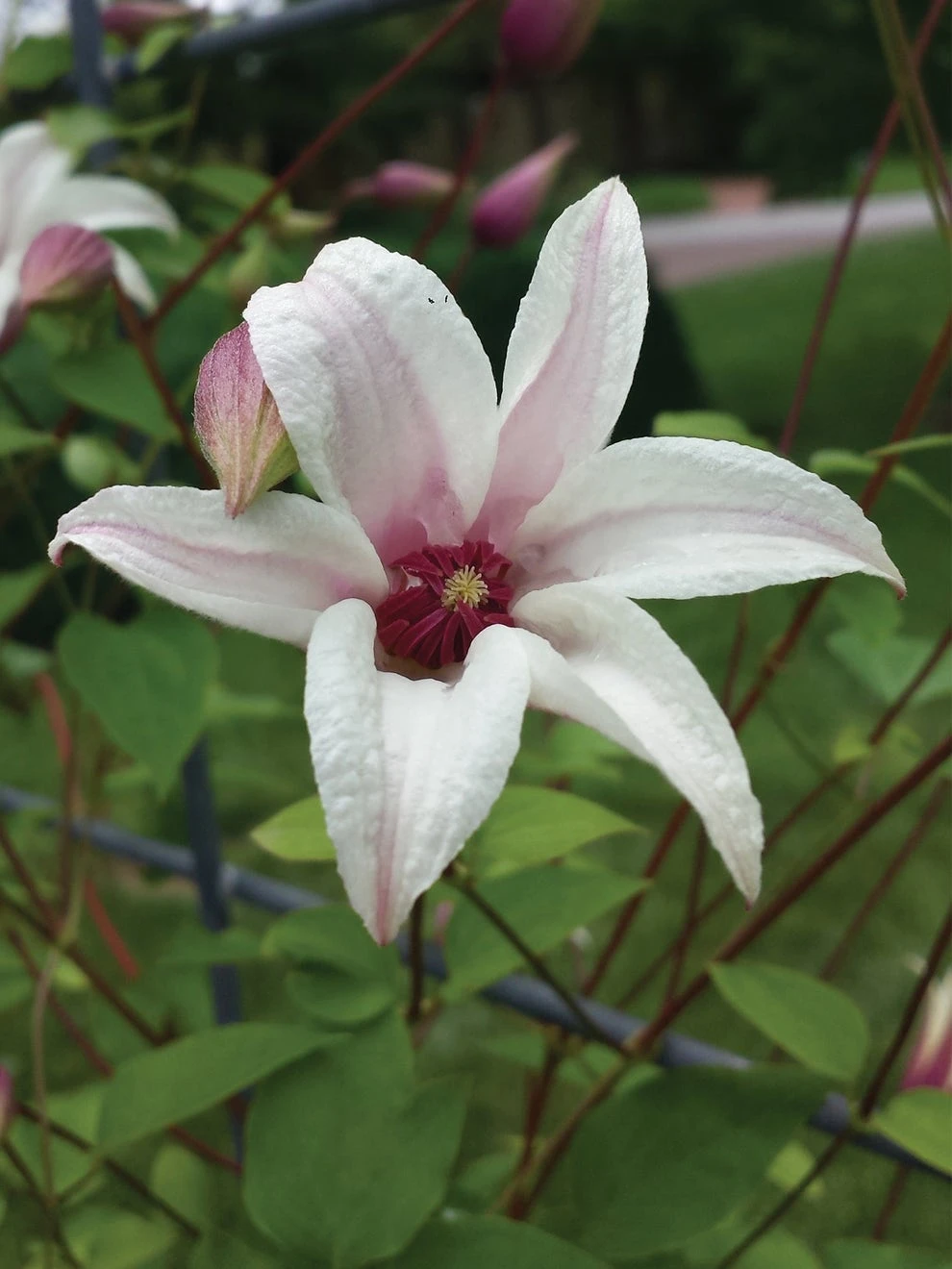 Clematis, Princess Kate