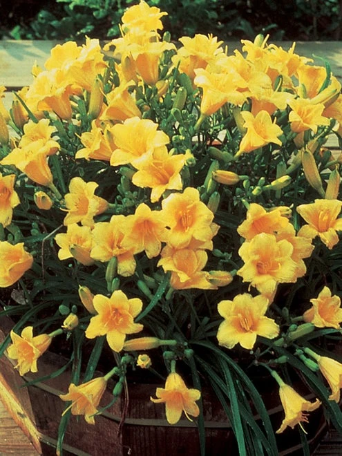 Daylily, Stella De Oro - Image 2
