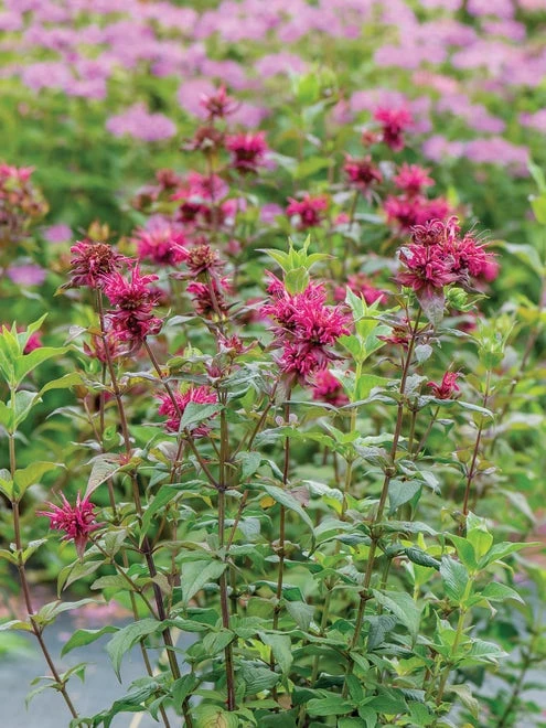Monarda, Bees Knees - Image 6