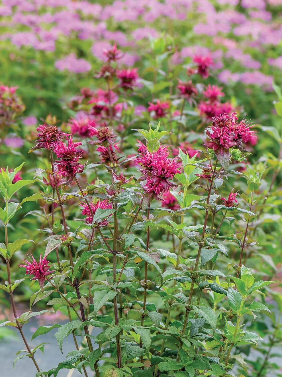 Monarda, Bees Knees - Image 3