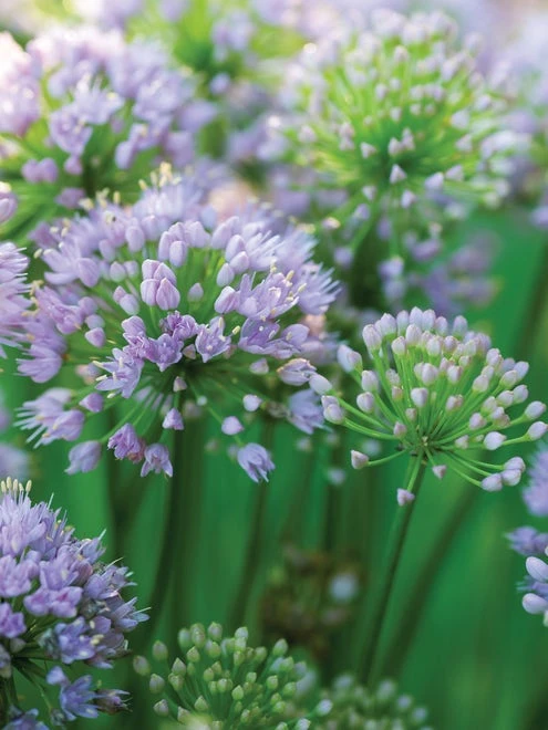 Allium, Pink Moon - Image 5