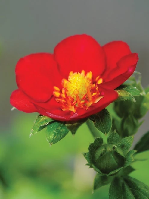 Strawberry, Ruby Ann - Image 4