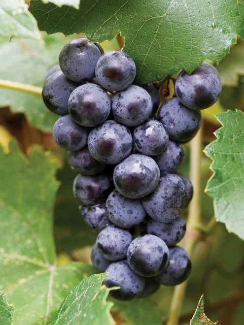 Grape, Mars Seedless - Image 2