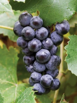 Grape, Mars Seedless