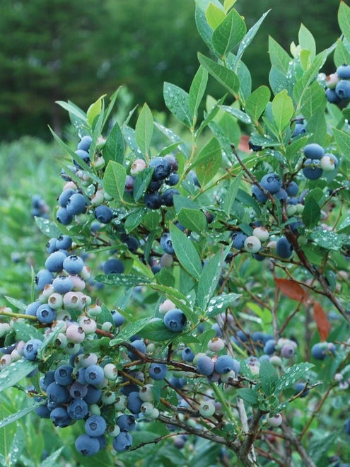 Blueberry, Blueray - Image 4