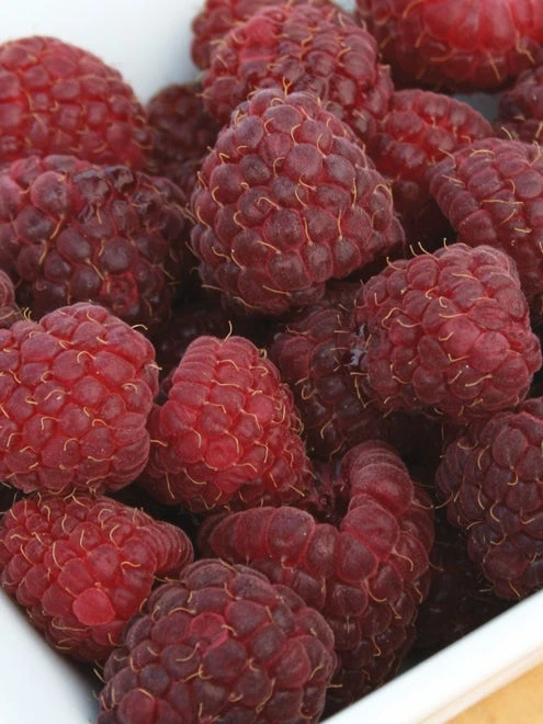 Raspberry, Crimson Night PPAF - Image 3