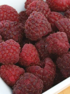 Raspberry, Crimson Night PPAF