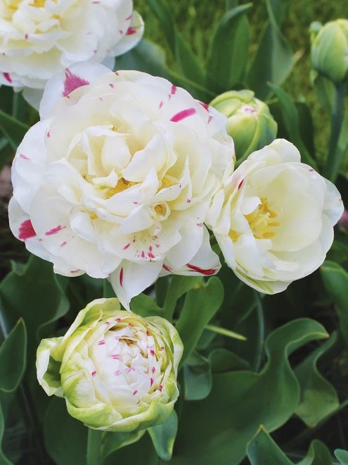 Tulip, Danceline - Image 2