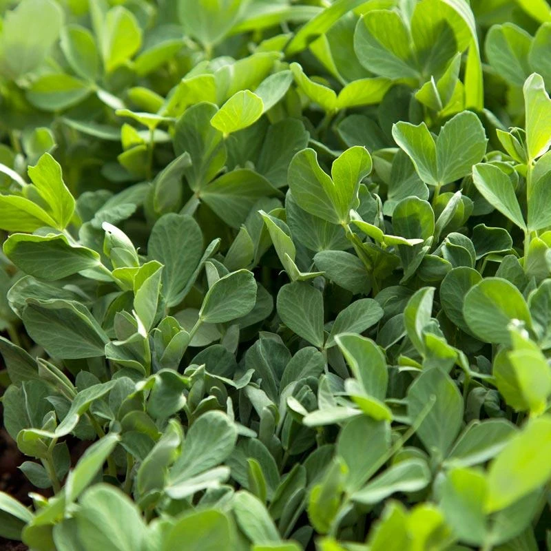 Biomaster Peas - Raw Seed (lb)