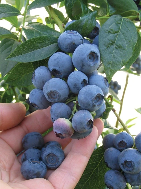 Blueberry, Blueray - Image 3