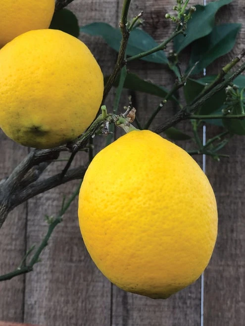 Improved Meyer Lemon Citrus Tree - Image 4