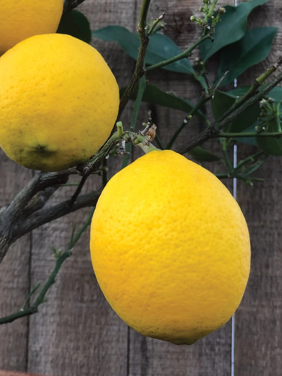 Improved Meyer Lemon Citrus Tree