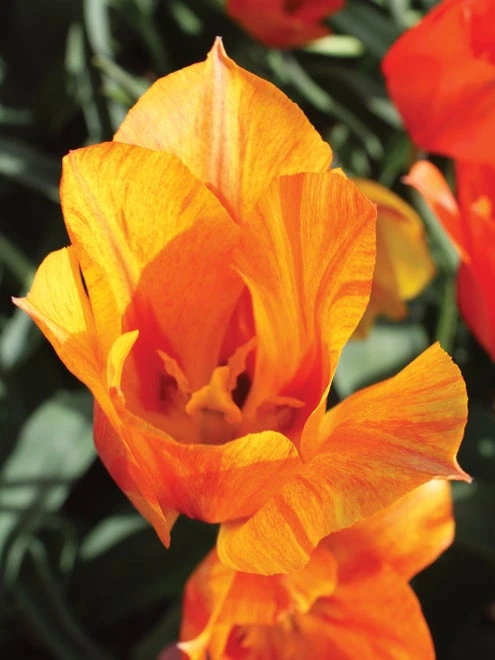 Tulip, El Nino - Image 4