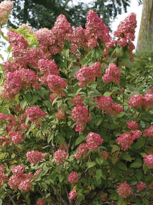 Hydrangea Paniculata, Fire Light® - Image 4