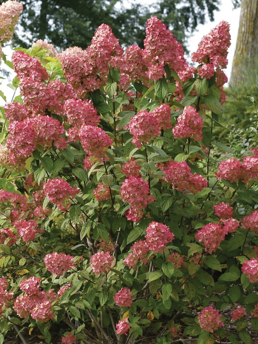 Hydrangea Paniculata, Fire Light® - Image 2