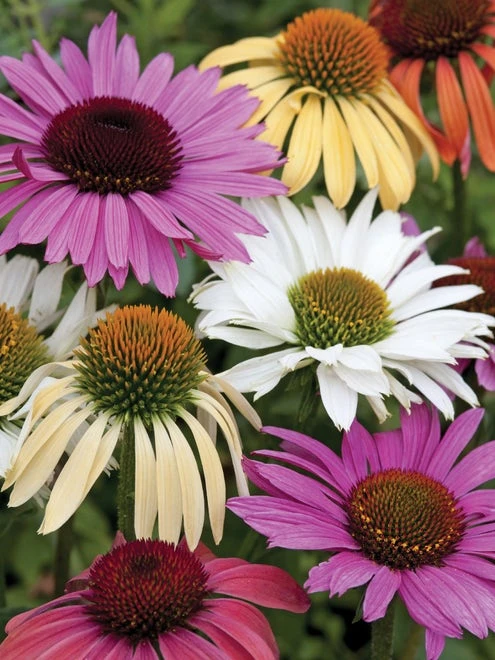 Echinacea, Paradiso Mix - Image 4